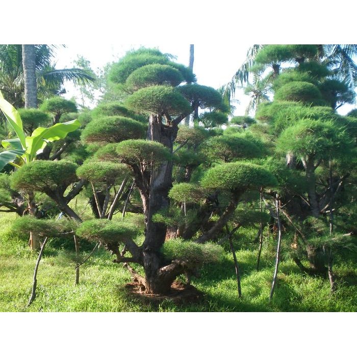 Terbaru Bonsai Cemara Udang Rimbun