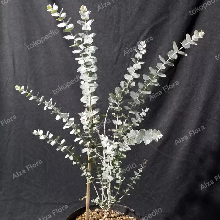 Bibit Tanaman Eucalyptus Moon Lagoon Silver Dollar