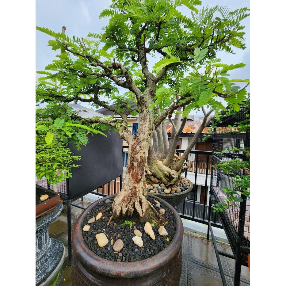 Pohon Bonsai asem jawa Size xl