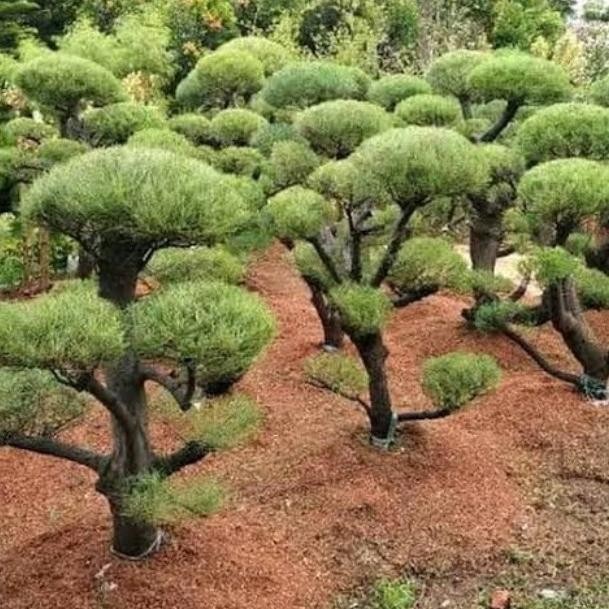 Tanaman Bonsai Cemara udang, tinggi 1 meter