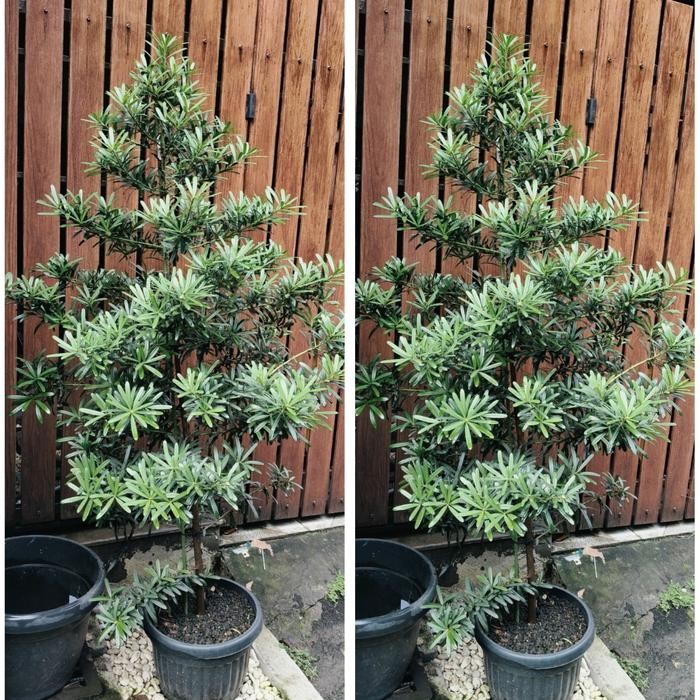 tanaman Lo Han Sung tinggi 1.5 m