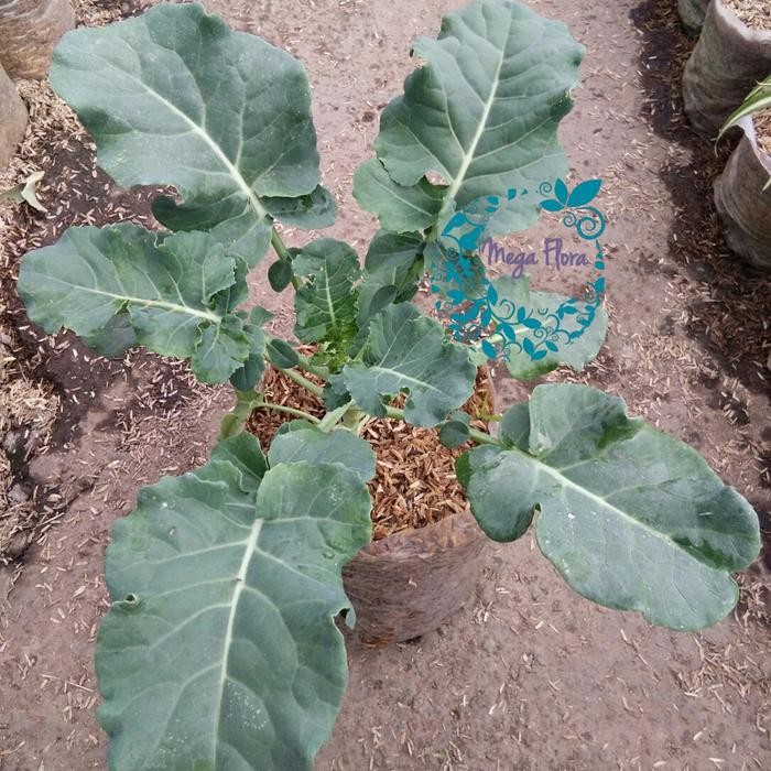 Bibit Broccoli Brokoli Tanaman Sayuran Sayur