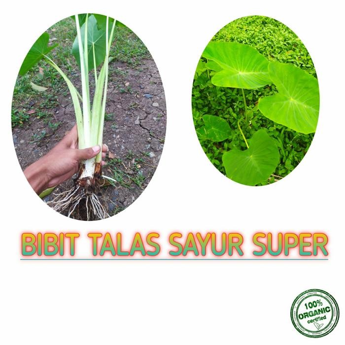 bibit talas hijau/talas sayur/talas bogor super pulen
