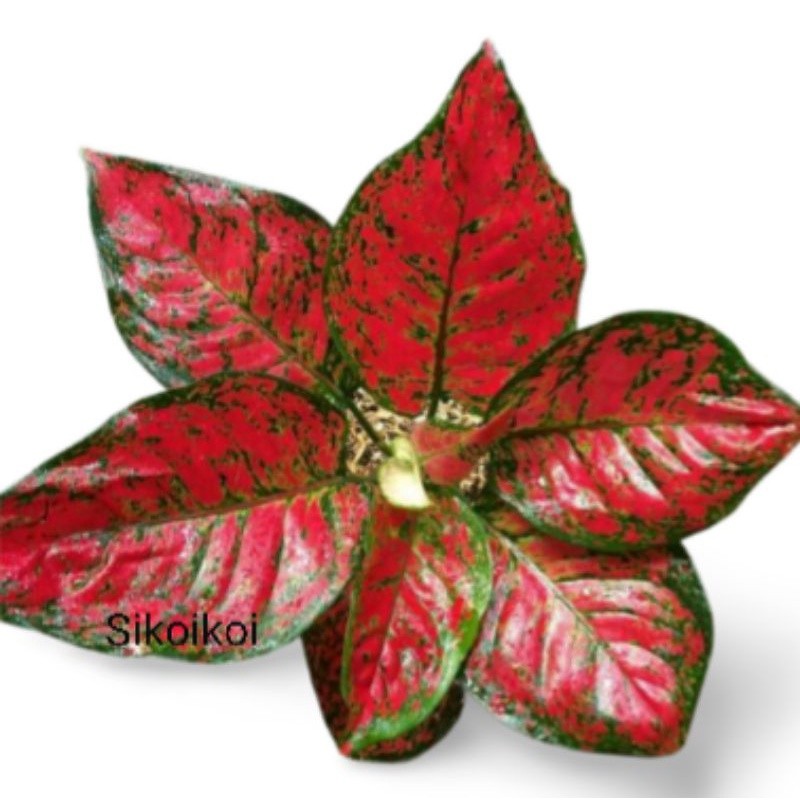 Aglonema Dud Anjamani Jumbo Indoor Tanaman Besar