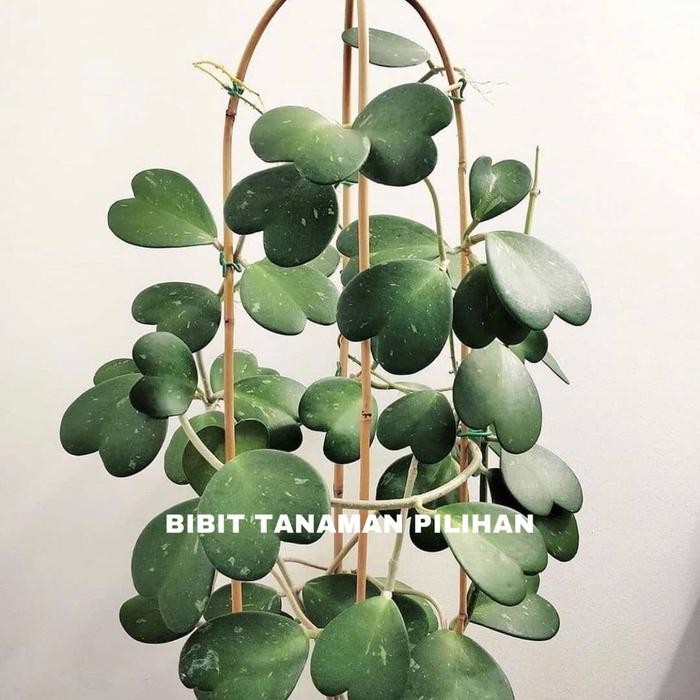 

Terlaris Bibit Tanaman Hoya Kerii Splash Hoya Love Tanaman Indoor 2-3 Daun