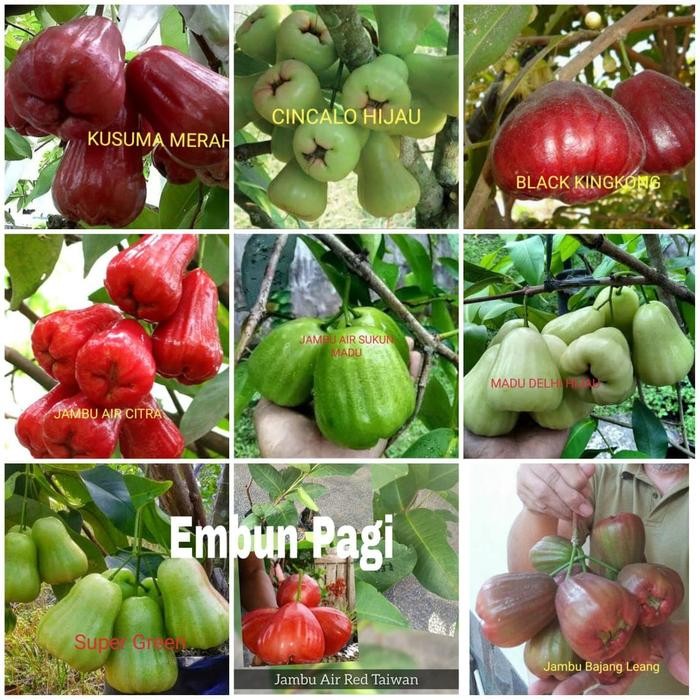 

Terlaris Bibit Pohon Buah Jambu Air 9 Varian Bonus 1 Jenis Dalhari Thailand