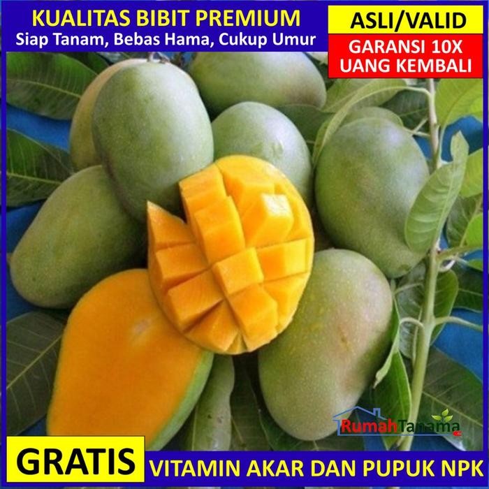 

Terlaris Bibit Tanaman Buah Mangga Harum Manis Unggul Murah Bergaransi