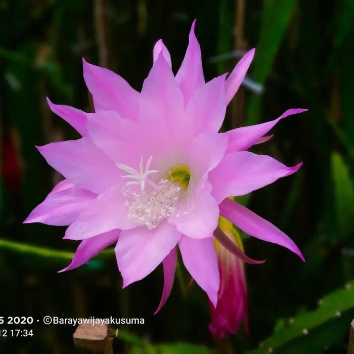 

Wijaya Kusuma Ungu Muda - Tanaman Hias - Bunga Hias Hidup