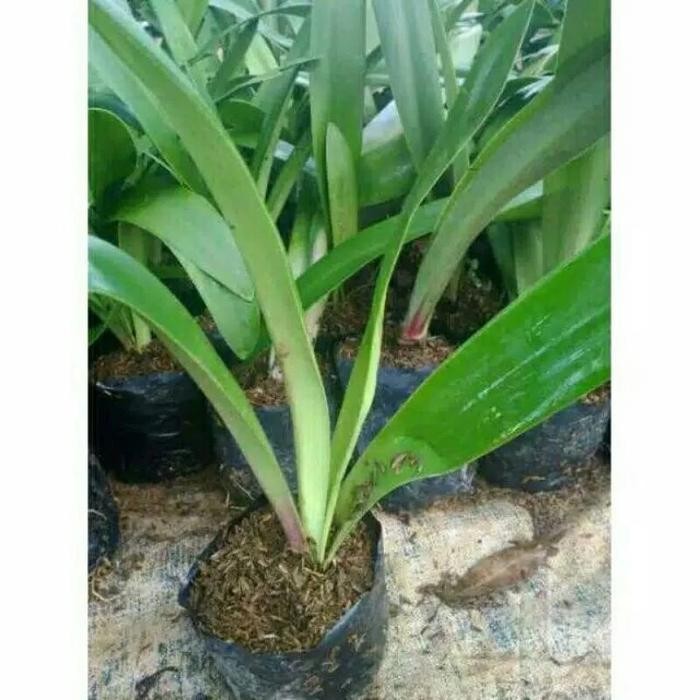 

Tanaman Hias Bakung Amaliris Bunga Merah - Rumah Tanaman Hidup-Bunga