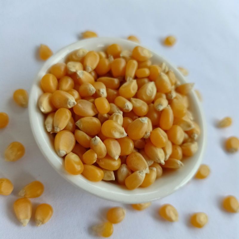 

Jagung Popcorn 250 gram Jagung Kualitas Terbaik (Premium Quality Popcorn)