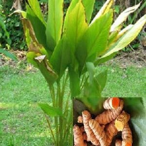 

Terlaris Bibit Kunyit Sayur