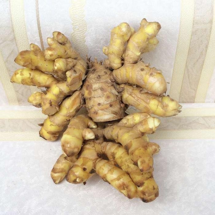 

Terlaris Temu Mangga /Kunyit Mangga Fresh Obat Herbal 1 Kg