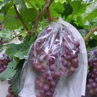 kertas / plastik pembungkus buah buahan jambu, mangga jeruk 28x36cm