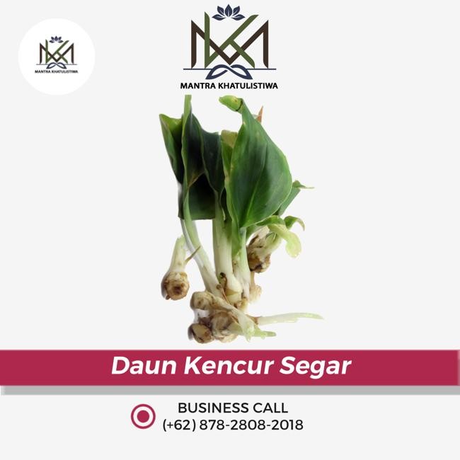

Terlaris Daun Kencur, Daun Kunyit /Ikat