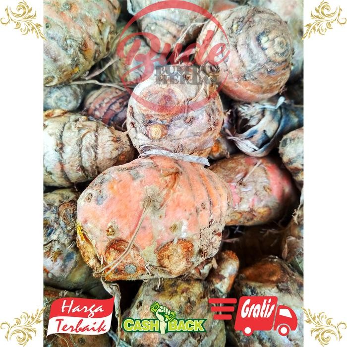 

Terlaris Bumbu Herbal Biang Kunyit Segar Bersih Per 100 Gram / Ons