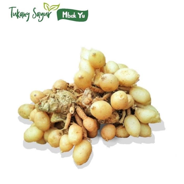 

Terlaris Kunyit Putih Segar 1Kg