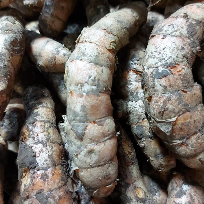 

Terlaris Kunyit Tua Fresh 1Kg