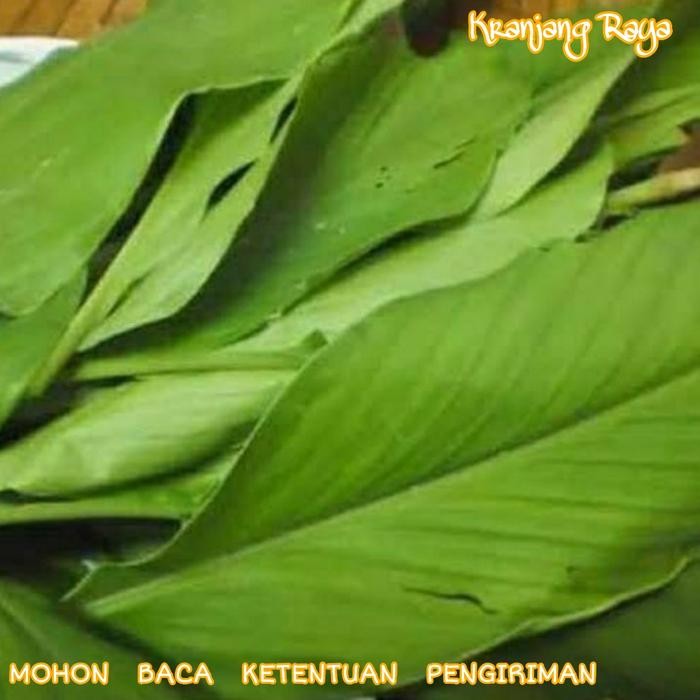 

Terlaris Daun Kunyit