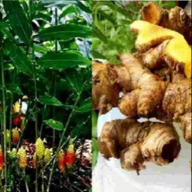 

Terlaris Bibit Temu Lawak Kunyit Temu Lawak Obat Herbal