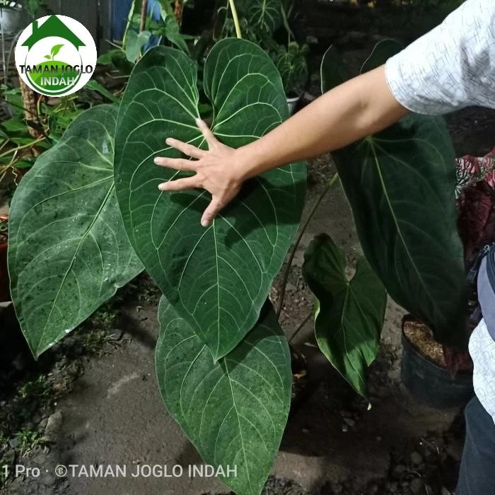 Nirwana Gardenss Tanaman Hias Kuping Gajah Kalong Verde