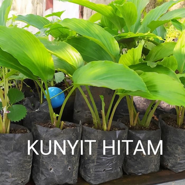 

Terlaris Bibit Kunyit Hitam Asli