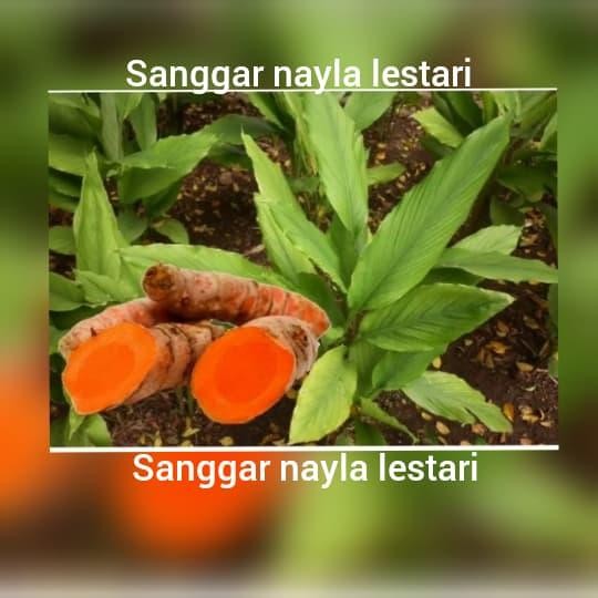 

Terlaris Jual Bibit Kunyit/Pohon Kunyit Kuning/Tanaman Herbal/Apotek Hidup
