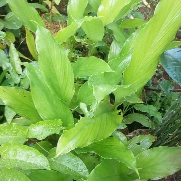 

Terlaris Bibit Kunyit Tanaman Kunyit Daun Kunyit