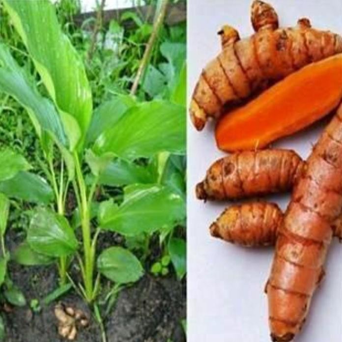 

Terlaris Tanaman Kunyit Herbal
