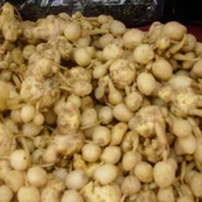 

Terlaris Kunyit Putih 500G