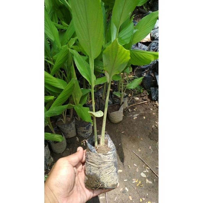 

Terlaris Tanaman Herbal/Pohon Kunyit/Tanaman Rempah Kunyit