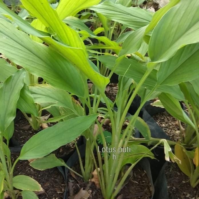 

Terlaris Bibit Pohon Kunyit+Pot Item