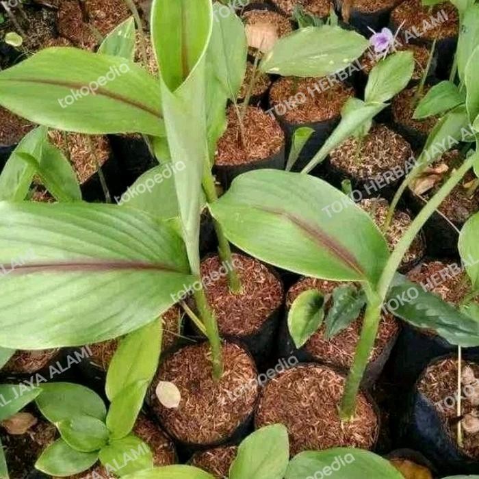 

Terlaris Bibit Temu Putih-Bibit Kunyit Putih-Obat Herbal Alami Siap Tanam