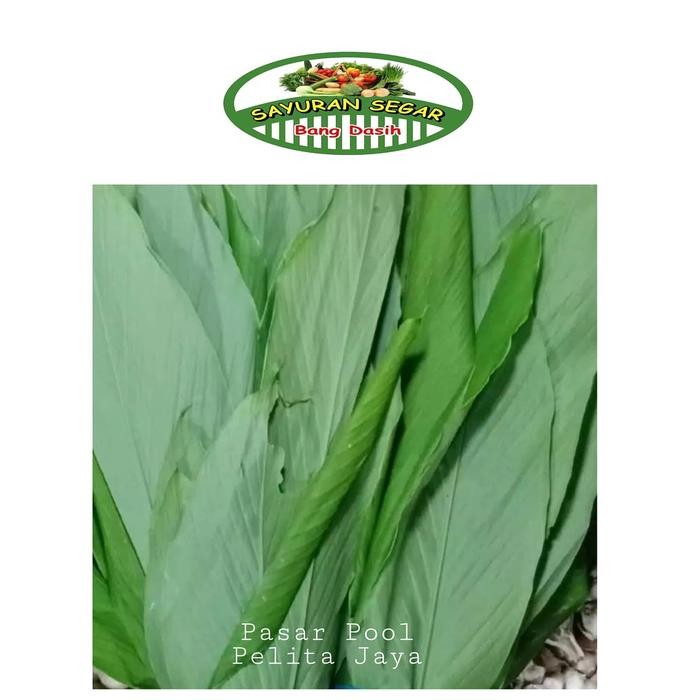 

Terlaris Daun Kunyit Segar