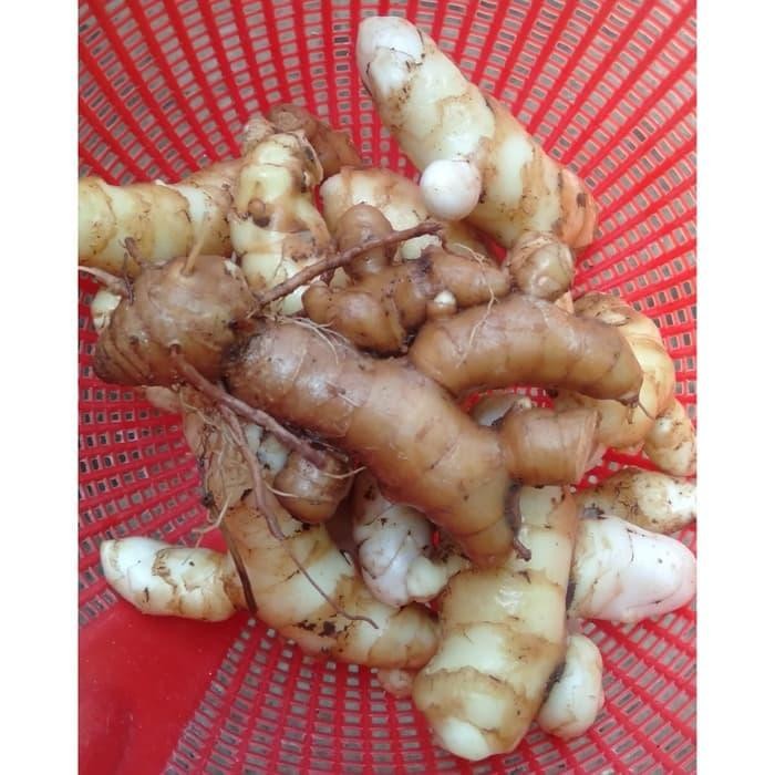 

Terlaris Kunyit / Temu Putih 1Kg Segar Curcuma Zedoaria Order Langsung Panen