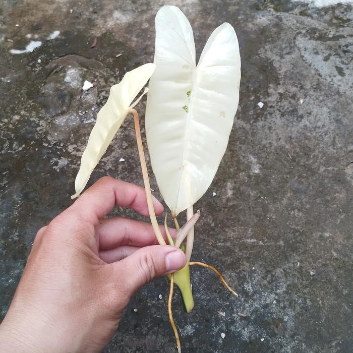 Cutting philodendron burle marx varigata