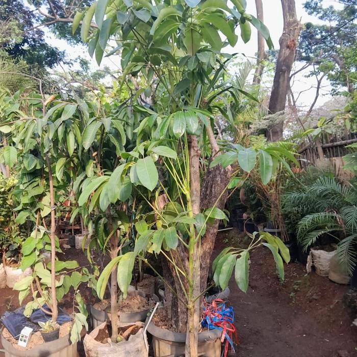 Tanaman hias indoor outdoor walisongo / walisongo daun besar / rimbun