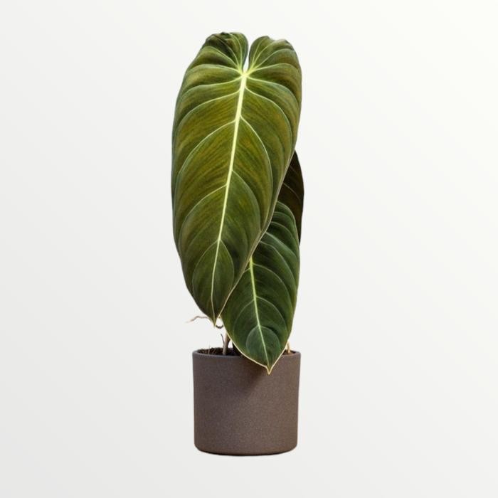 tanaman hias philodendron melanochrysum ( BESAR )