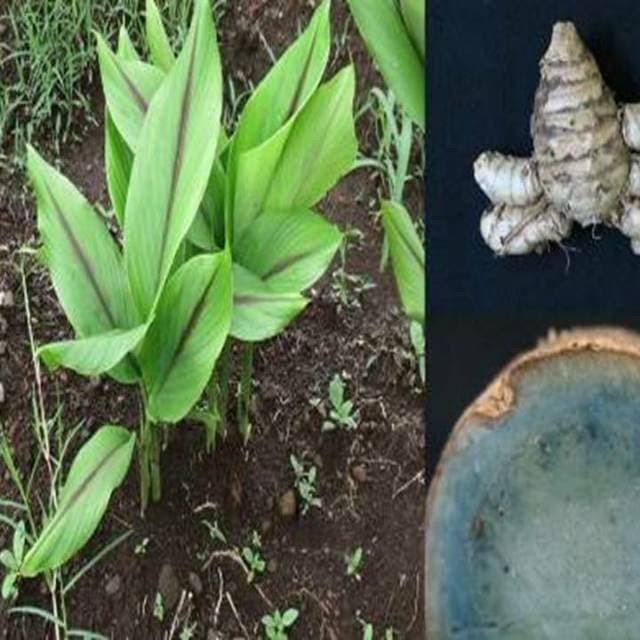 

Terlaris Bibit Tanaman Temu Ireng Kunyit Hitam Ireng Segar