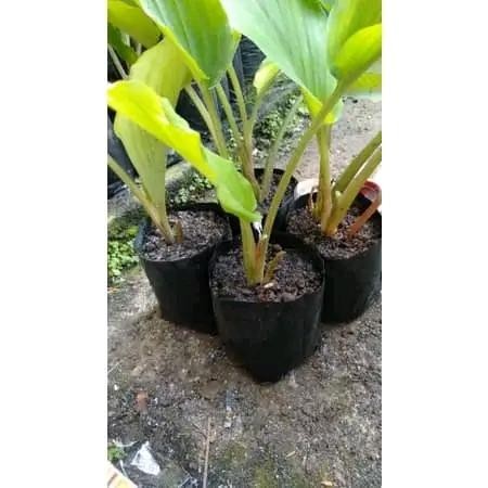 

Terlaris Tanaman Kunyit Hitam Asli