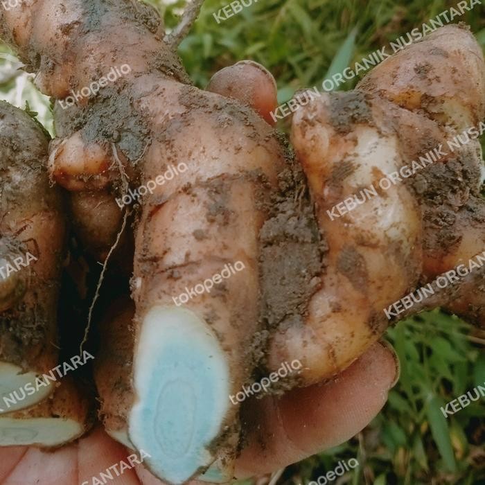 

Terlaris Kunyit Hitam Temu Hitam Segar