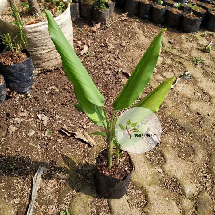 

Terlaris Bibit Pohon Tanaman Kunyit Kuning / Kunyit Kuning / Obat Herbal