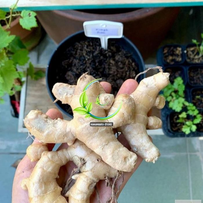 

Terlaris Herbal Rimpang Kunyit Putih Segar 1Kg/Fack