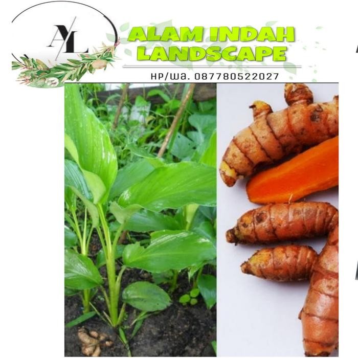 

Terlaris Tanaman Herbal Kunyit Murah