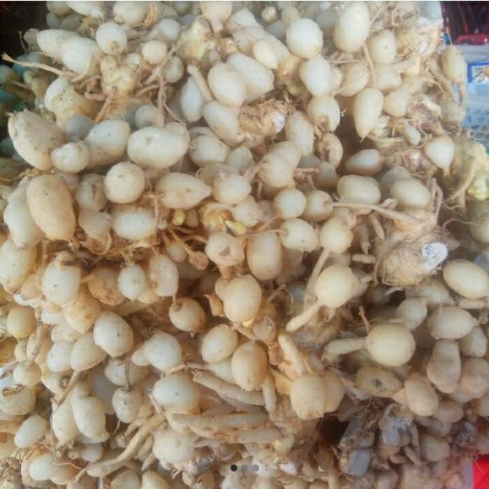 

Terlaris Buah Kunyit Kunir Segar Fresh Di Panen Setelah Orderan Masuk.