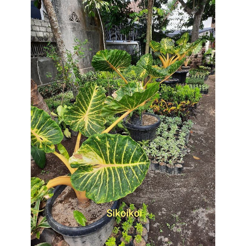 Tanaman Alocasia Sente Kuning Original - New Guinea Gold Export