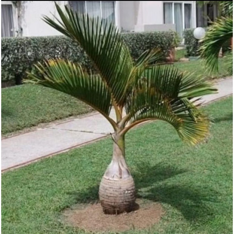 Tanaman Hias Palem Botol Bibit Mini Segar