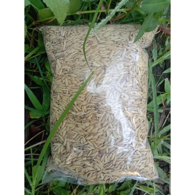 

Konter Makanan Benih Padi Beras Merah Per Pack Benih Padi Super