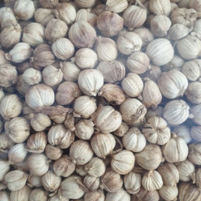 

Sensasi Lezat Kapulaga / Kapolaga Kering 500Gr