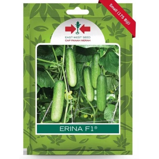 BENIH BIBIT TIMUN BABY ERINA F1 175 butir Timun Lalap CAP PANAH MERAH
