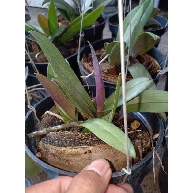 Buruan,. Anggrek Doritis Pink Dewasa Rimbun Dan Knop